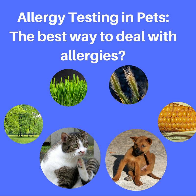 allergy-testing-in-pets-the-best-way-to-deal-with-allergies-the